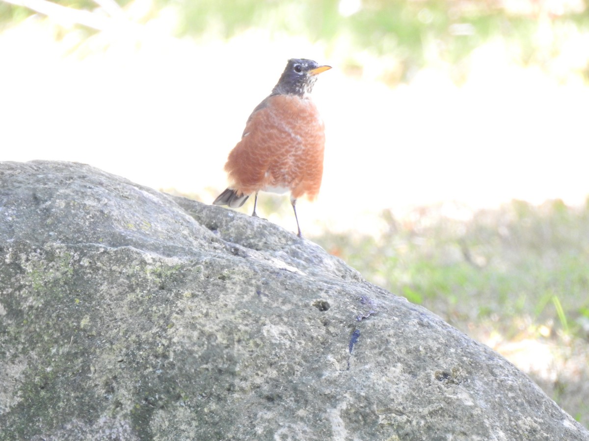 American Robin - Diane Hansen