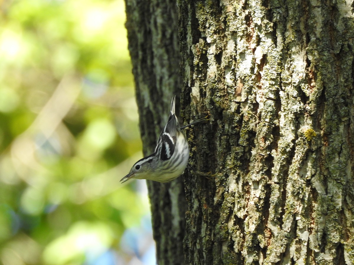 Black-and-white Warbler - ML367953231