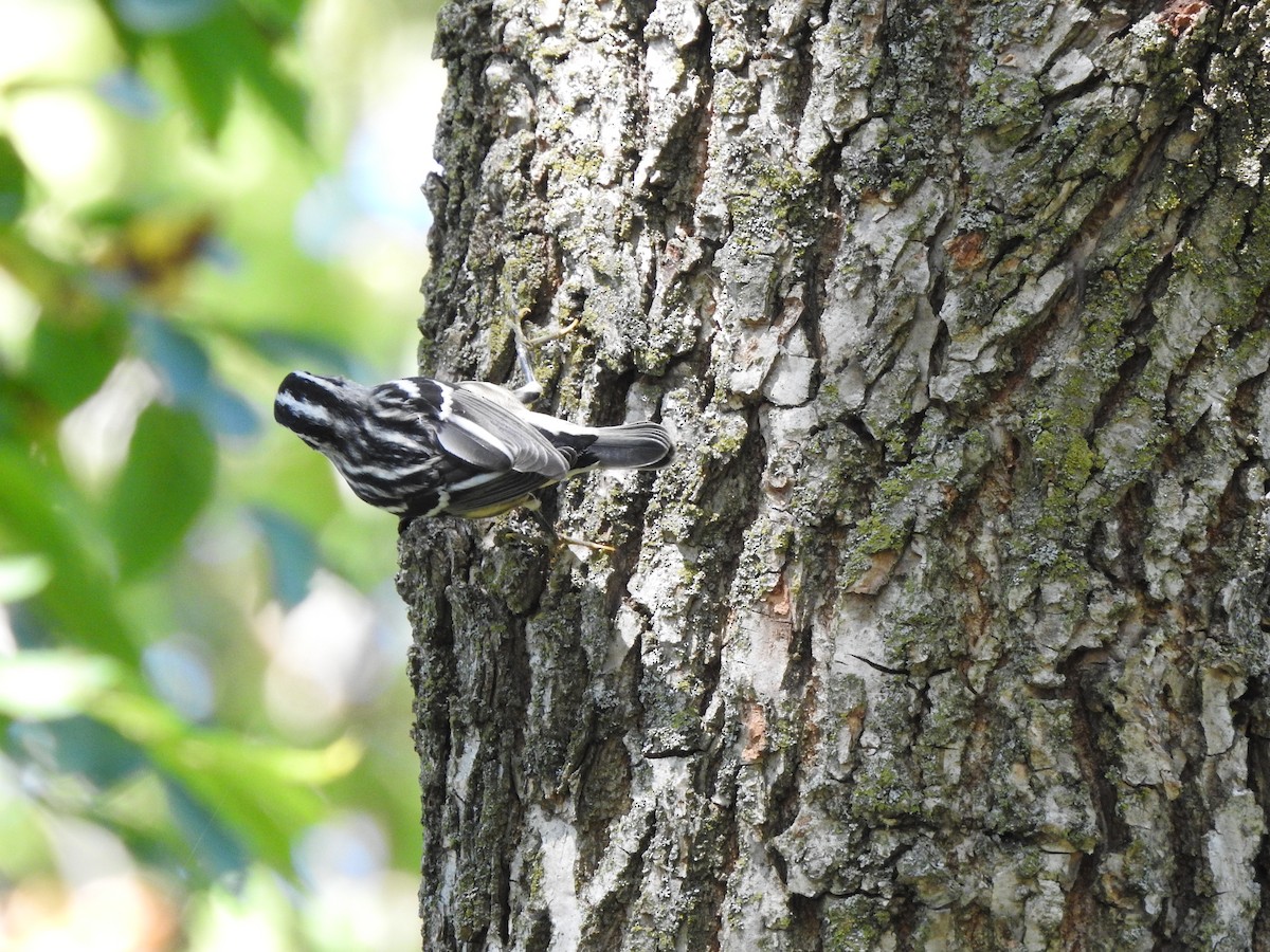 Black-and-white Warbler - ML367953241