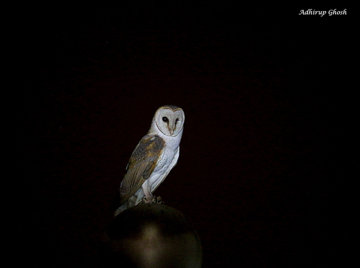 Barn Owl - Adhirup Ghosh