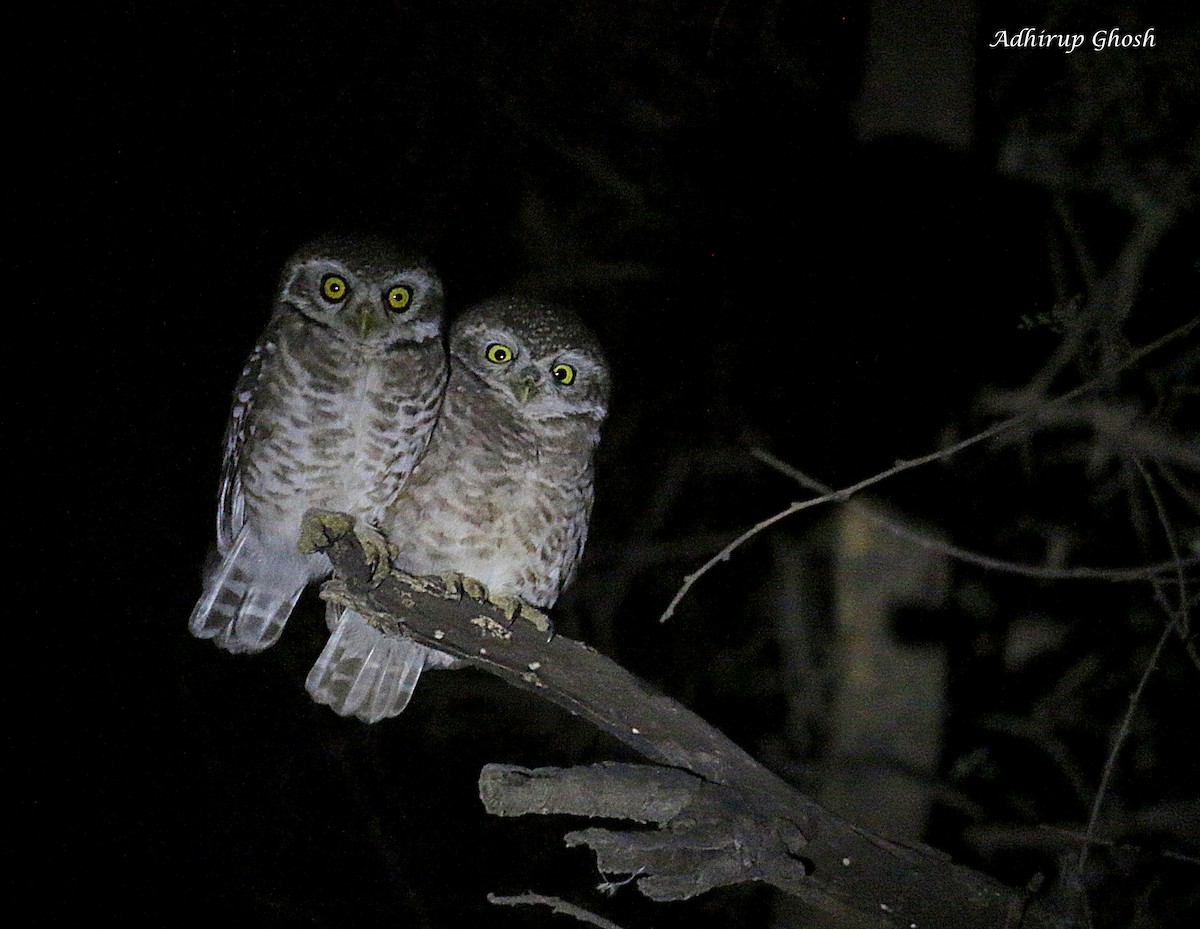 Spotted Owlet - ML367954611