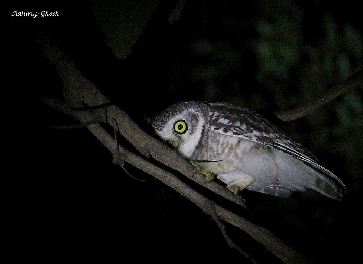 Spotted Owlet - ML367954661