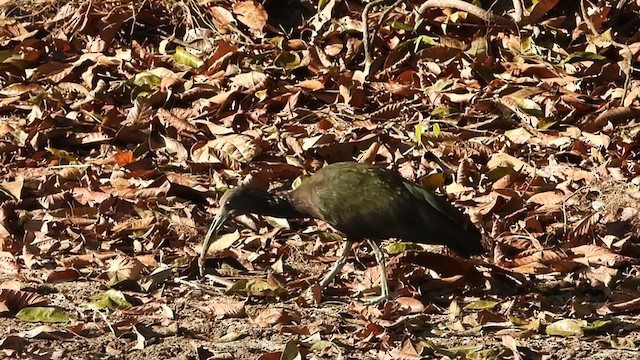 Green Ibis - ML367954751