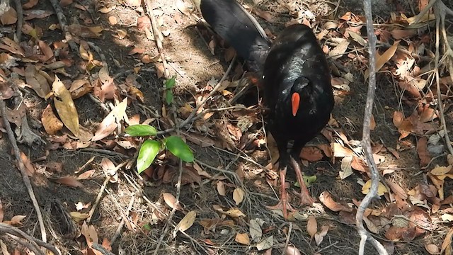 Razor-billed Curassow - ML367956581