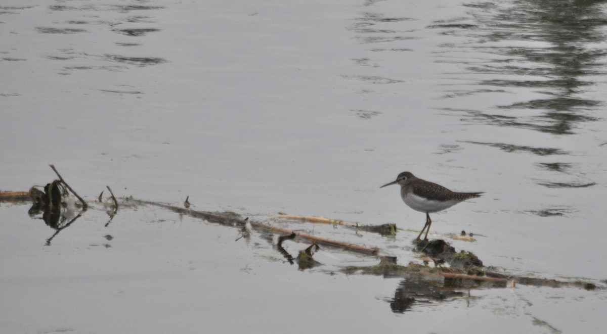 Solitary Sandpiper - 🦜 Daniel Correia 🦜