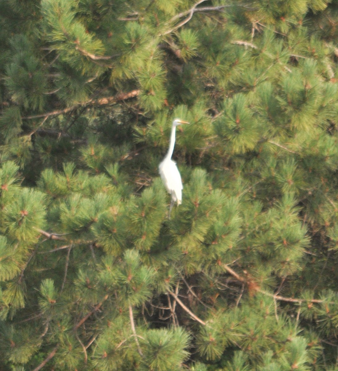 Great Egret - ML367957901