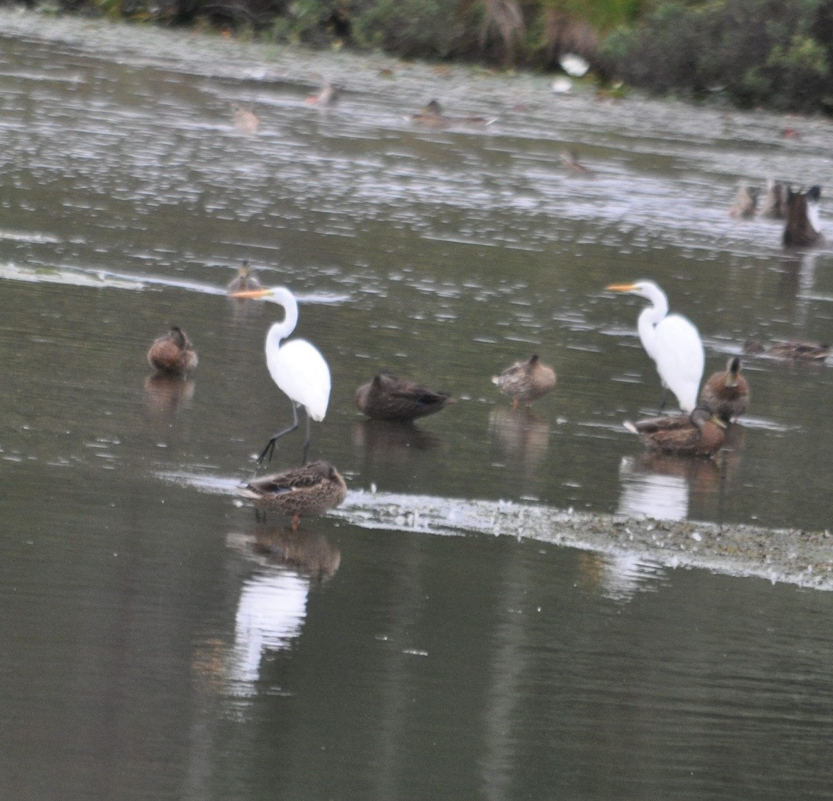 Great Egret - ML367960381