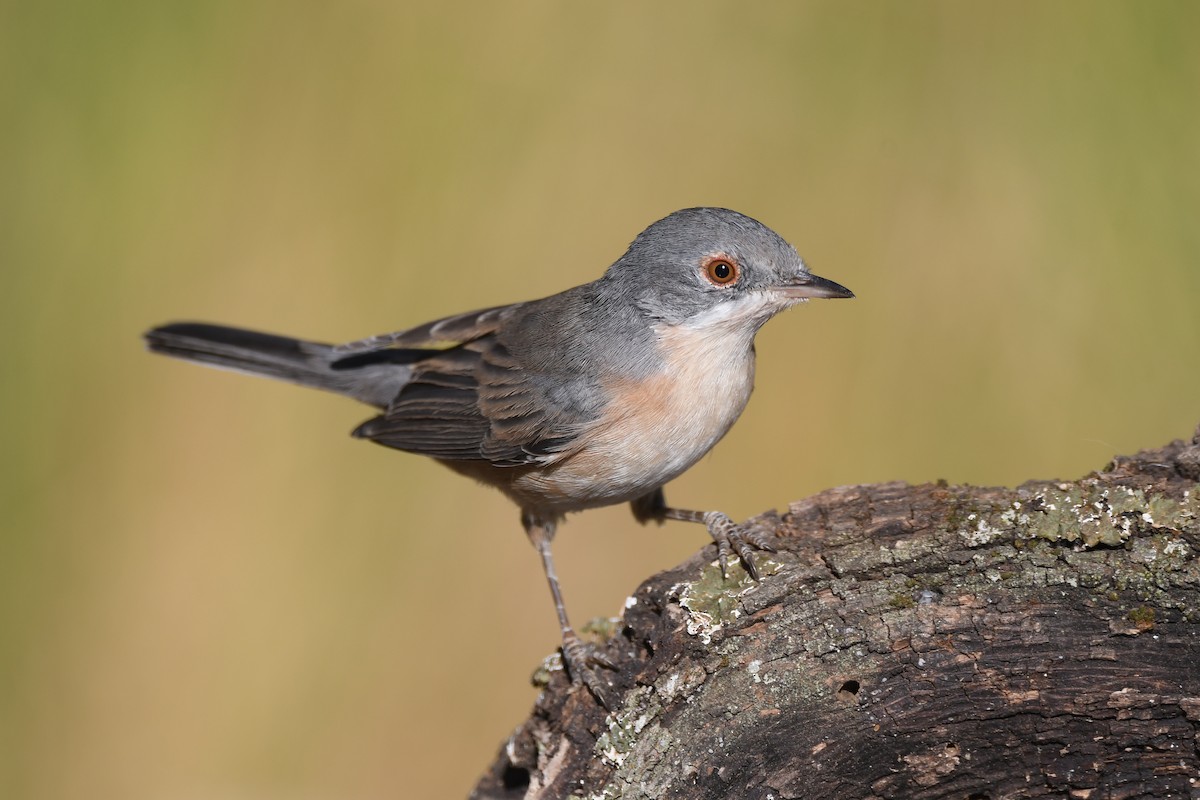 Curruca Carrasqueña Occidental - ML367960471