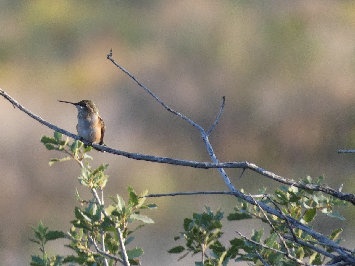 Rufous Hummingbird - Neil Gilbert