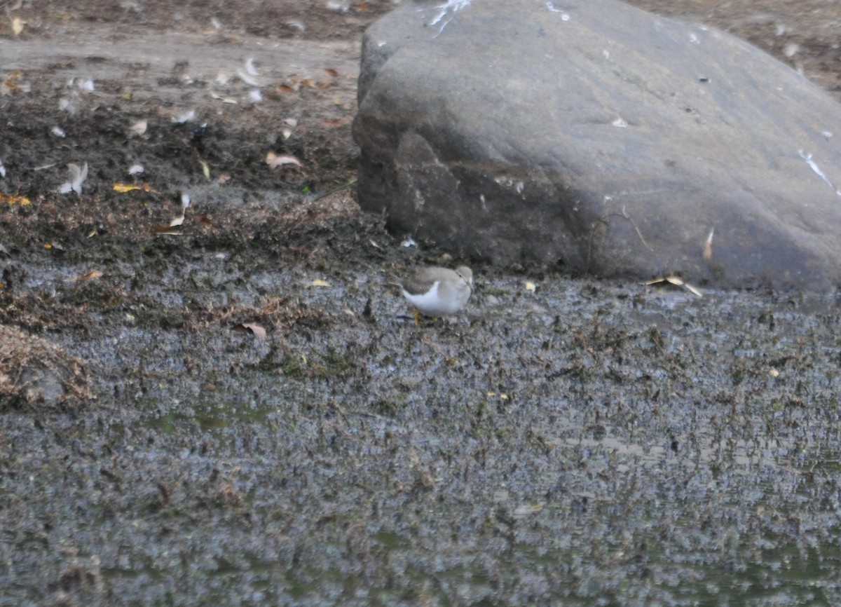 Spotted Sandpiper - ML367960771