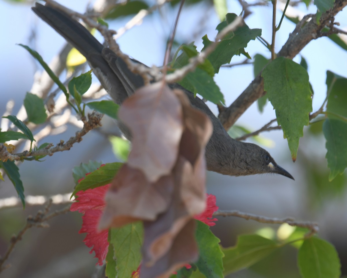 White-gaped Honeyeater - ML367960841