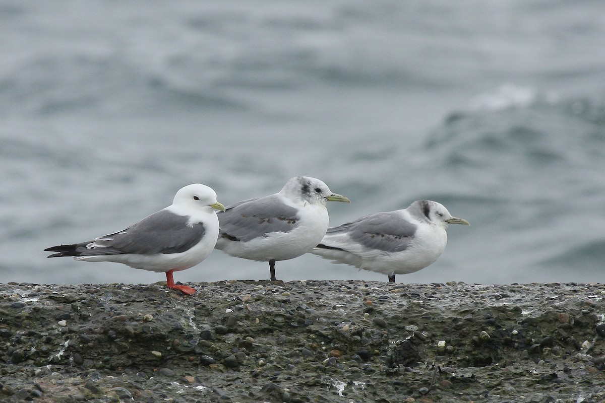 Red-legged Kittiwake - Guy Lemelin
