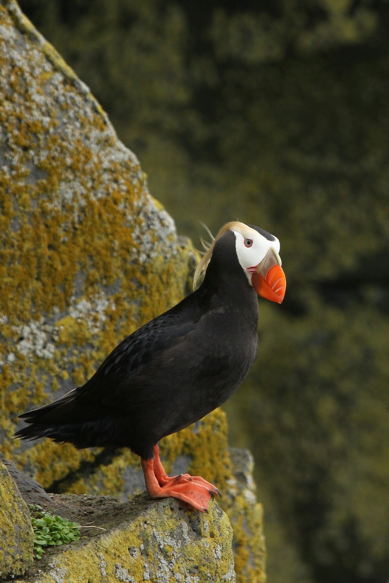 Tufted Puffin - Guy Lemelin