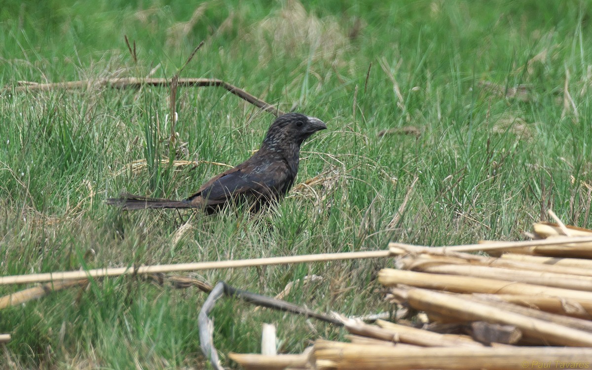 Groove-billed Ani - ML36796241