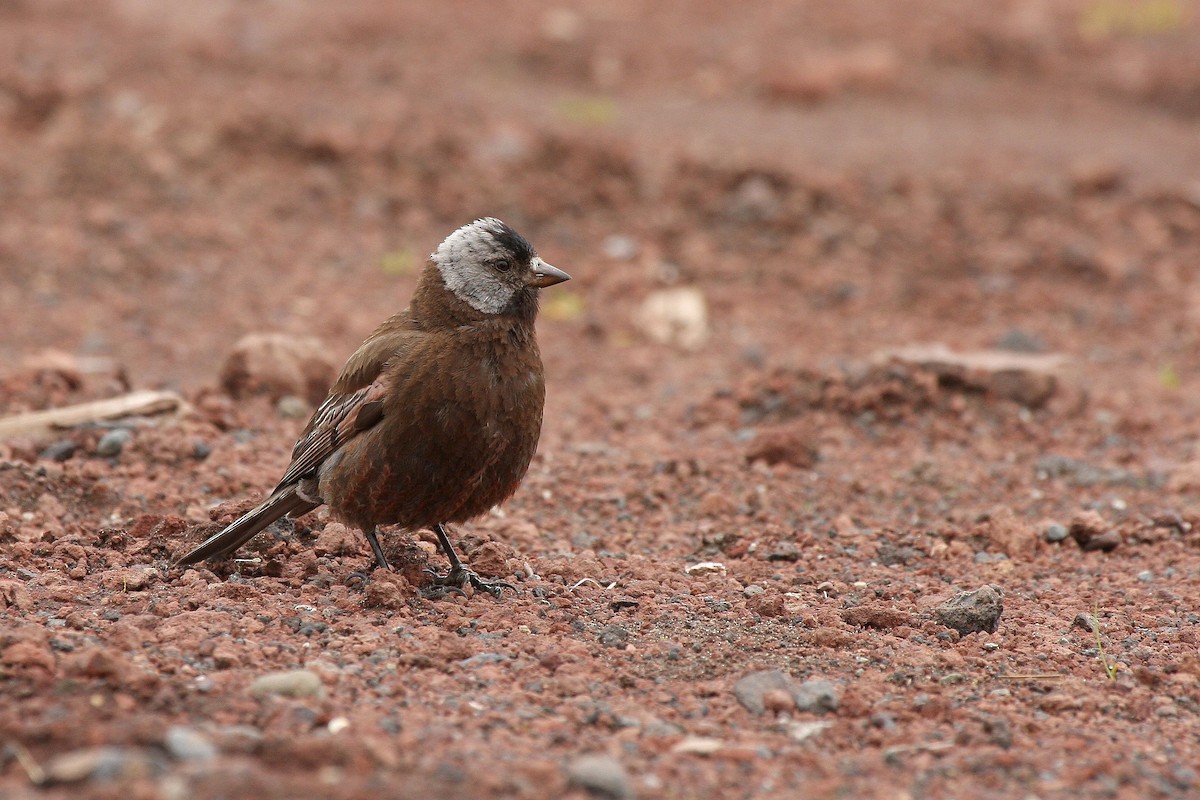 Gray-crowned Rosy-Finch (Pribilof Is.) - Guy Lemelin