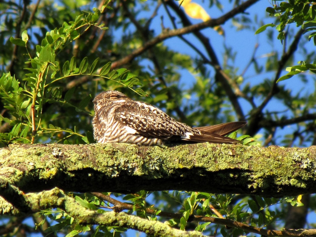 Common Nighthawk - ML367964801