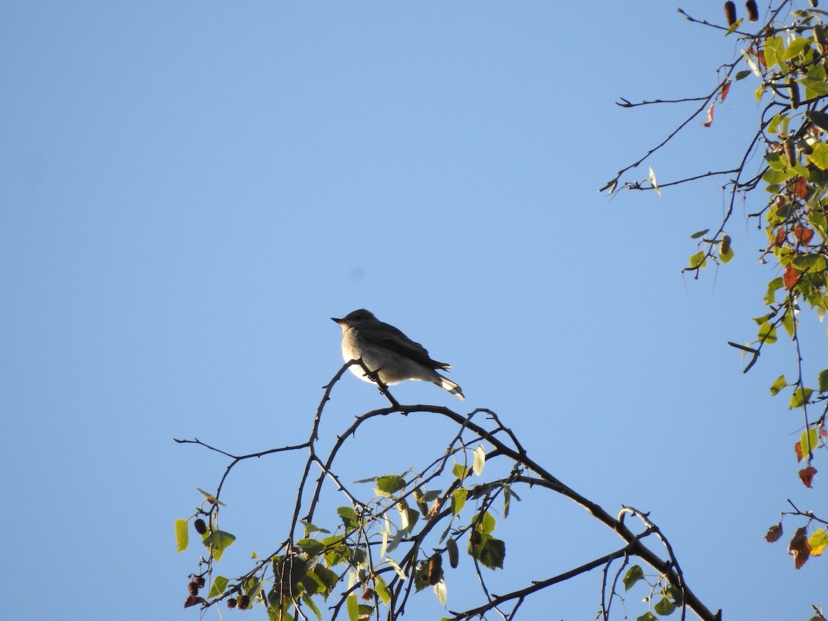 Spotted Flycatcher - ML367965101