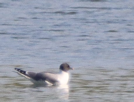 Sabine's Gull - ML367965791