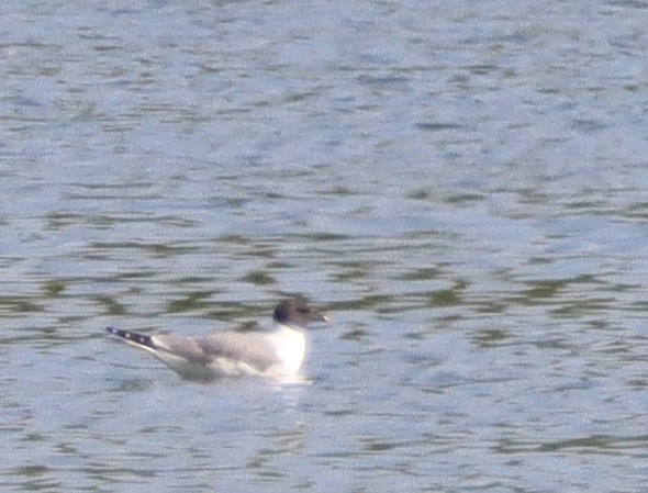 Sabine's Gull - ML367966161