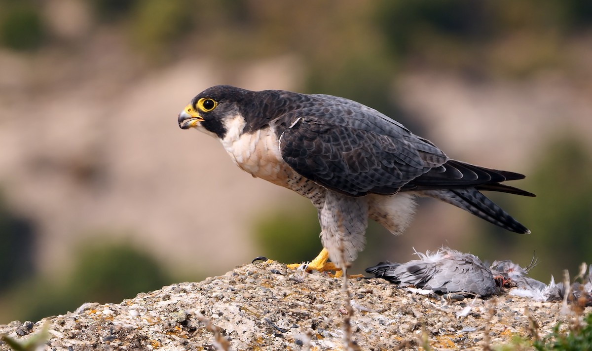 Peregrine Falcon - ML367967101