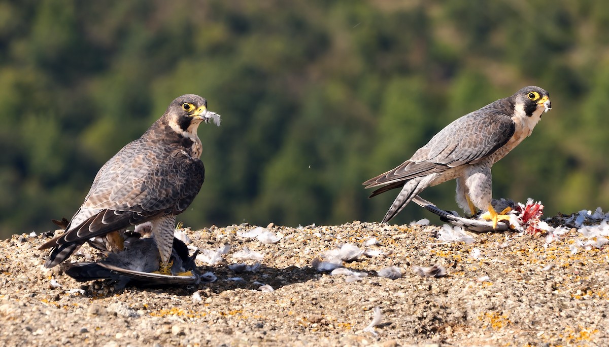 Peregrine Falcon - ML367967181