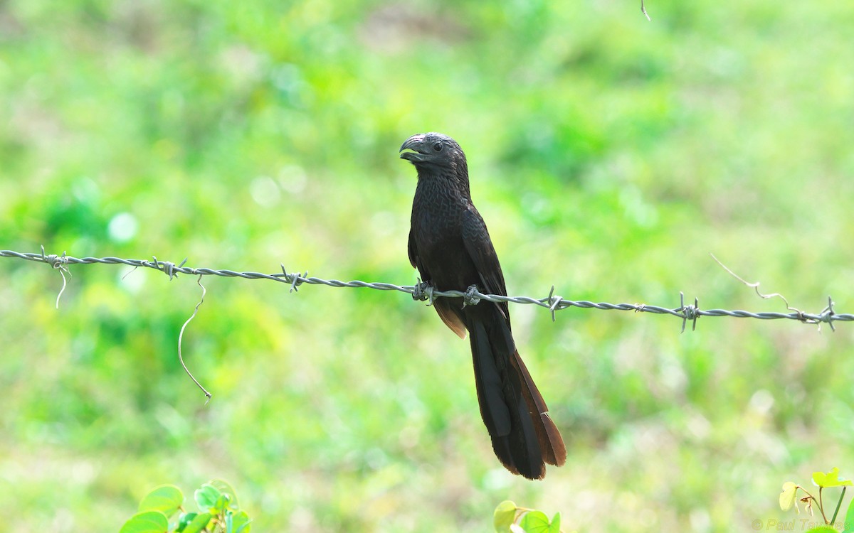 Groove-billed Ani - ML36796741