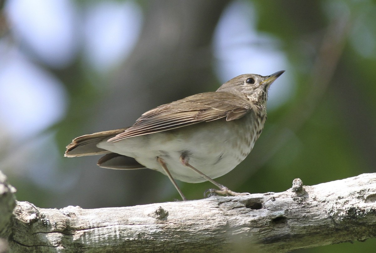 Gray-cheeked Thrush - ML36796771