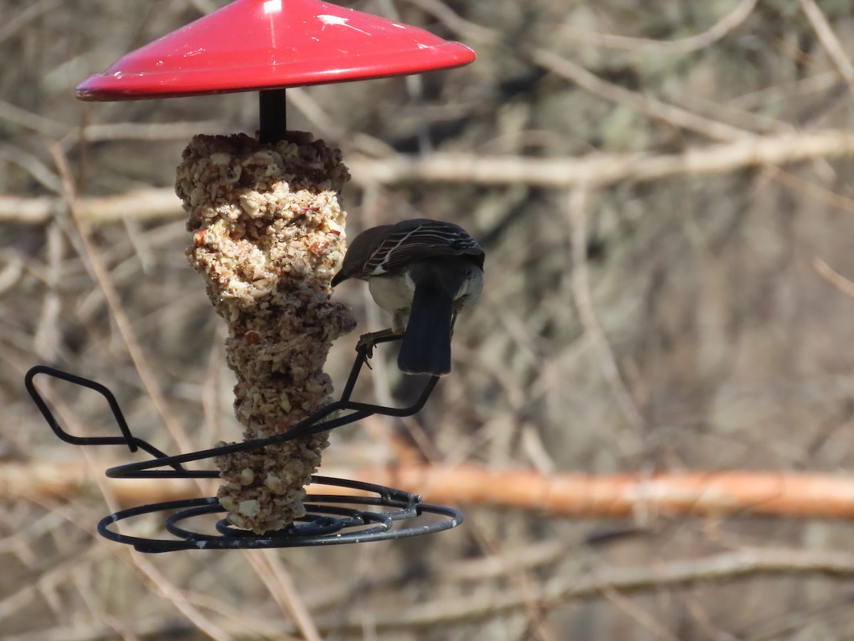 Northern Mockingbird - ML367970421