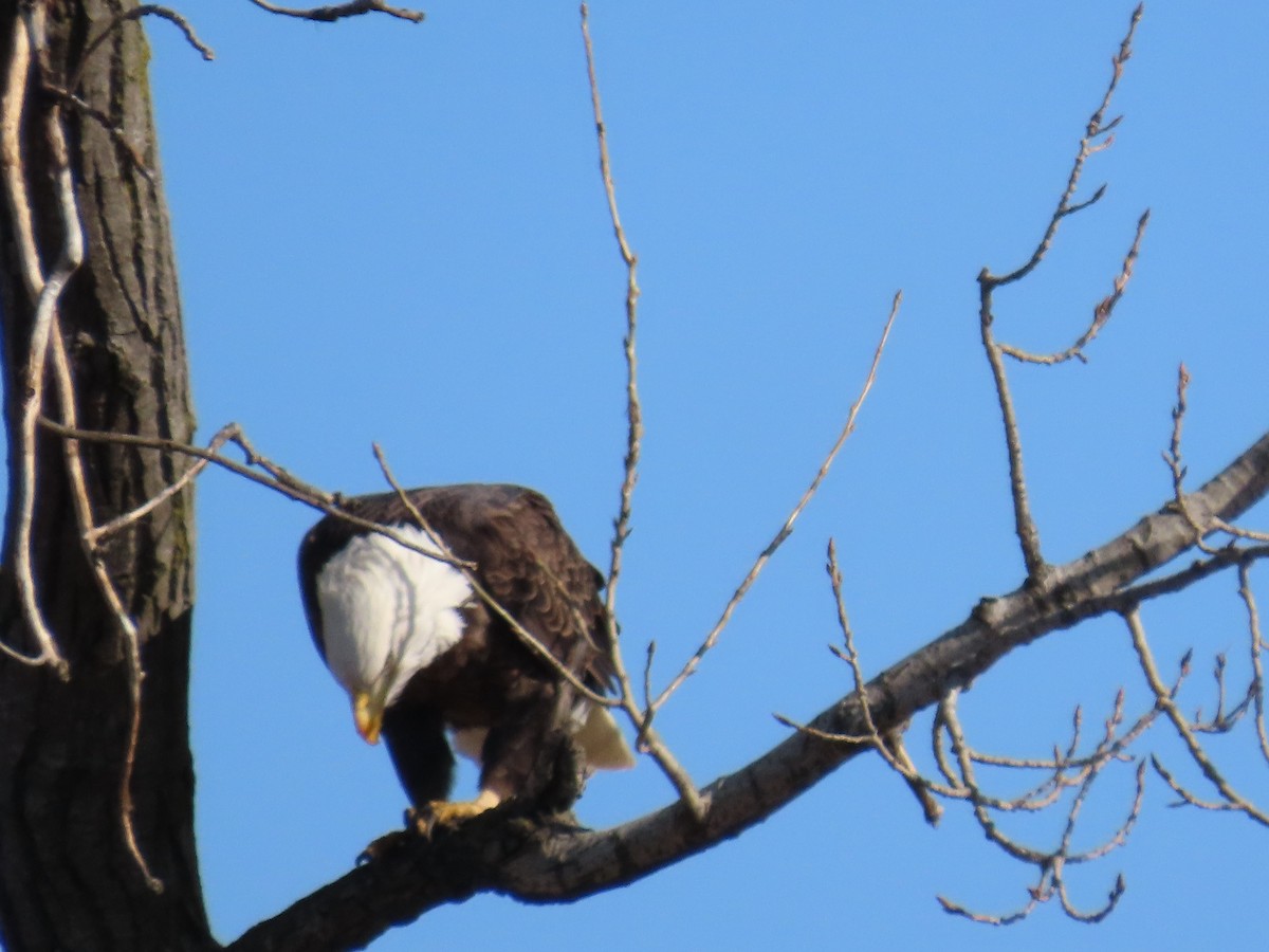 Bald Eagle - ML367971601