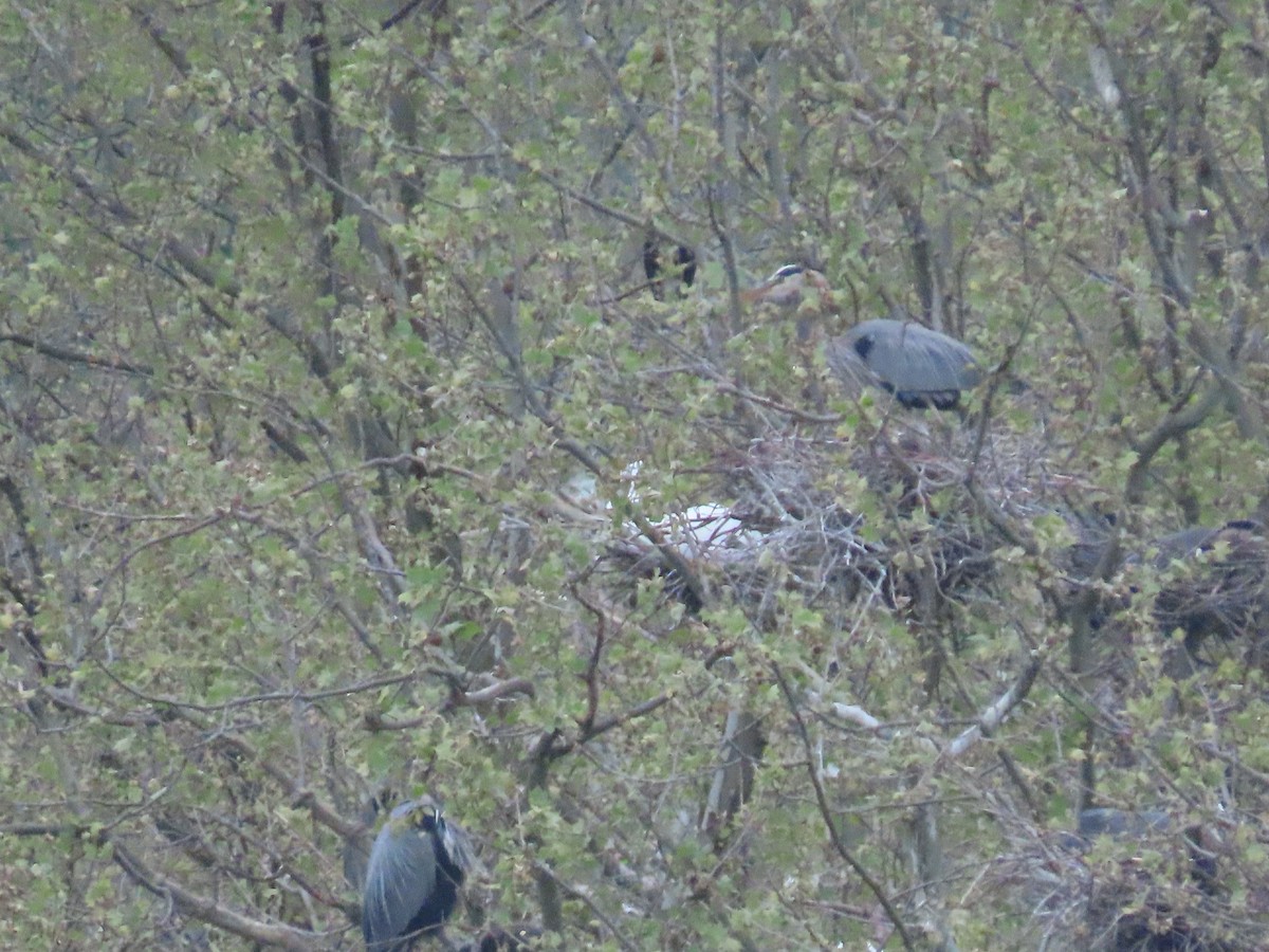 Great Blue Heron - ML367974121