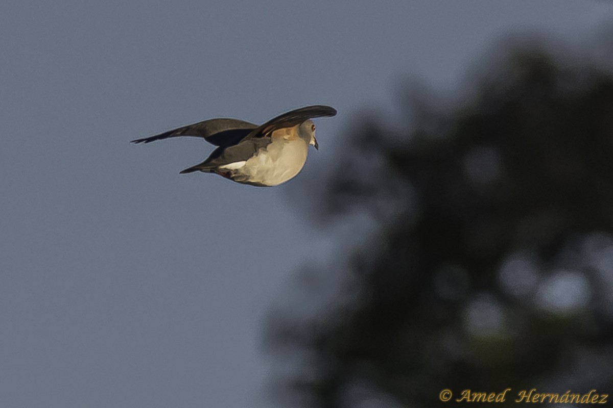 White-tipped Dove - Amed Hernández