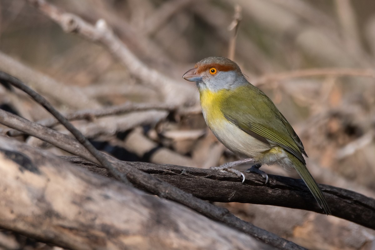 Rufous-browed Peppershrike - ML367979841