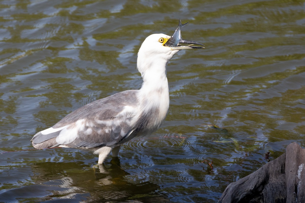 Little Blue Heron x Snowy Egret (hybrid) - ML367980451