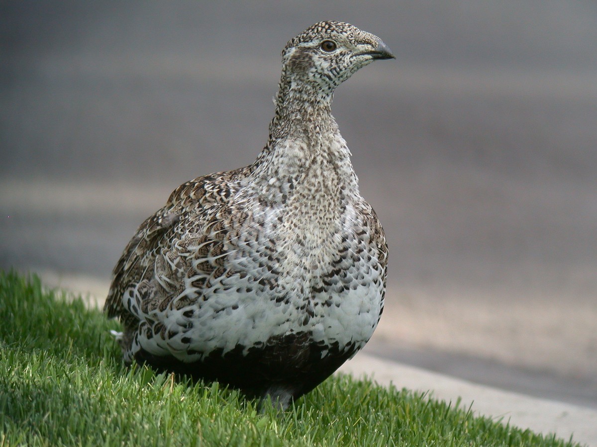 Greater Sage-Grouse - ML36798141