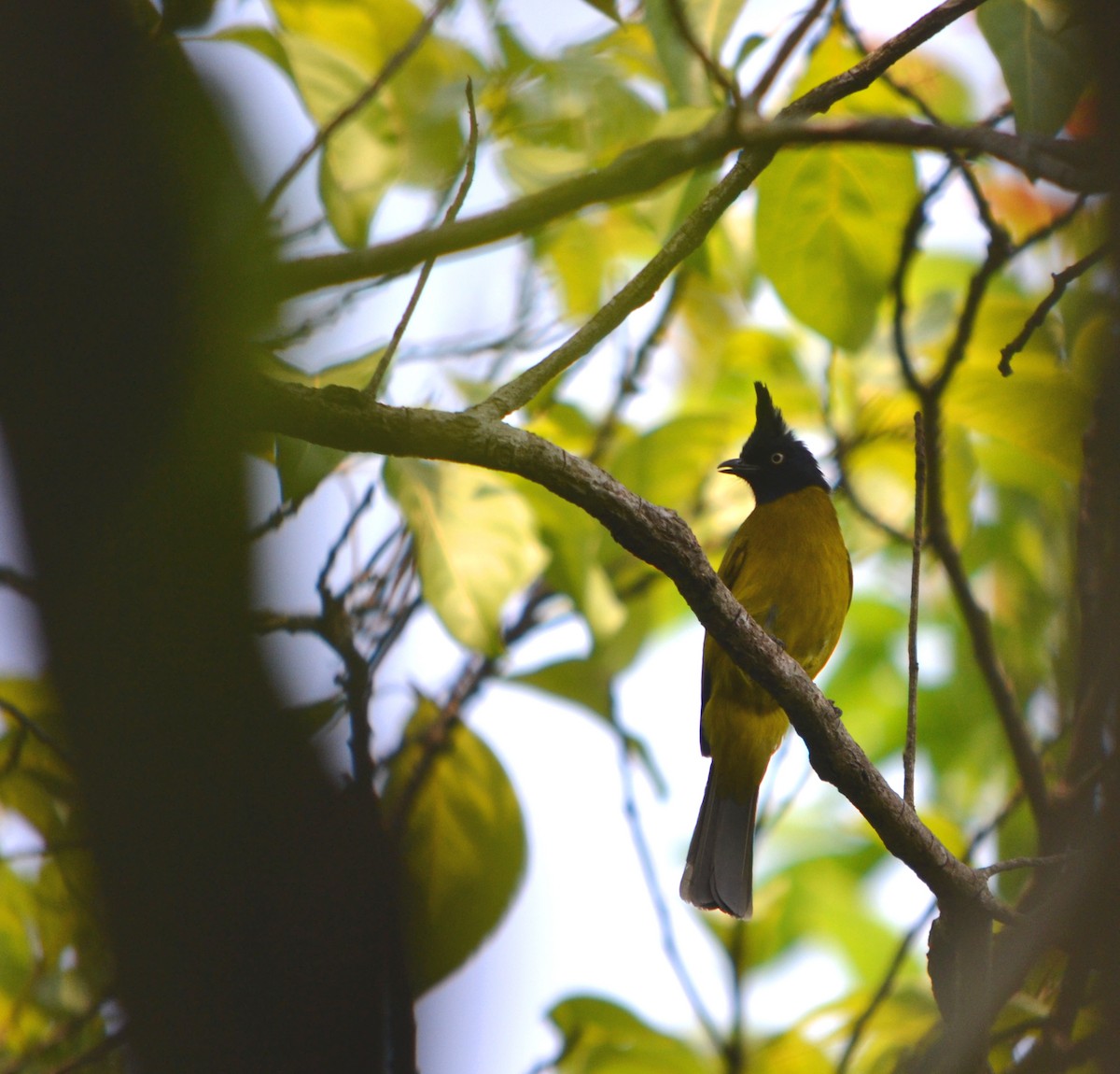 Black-crested Bulbul - ML36798221