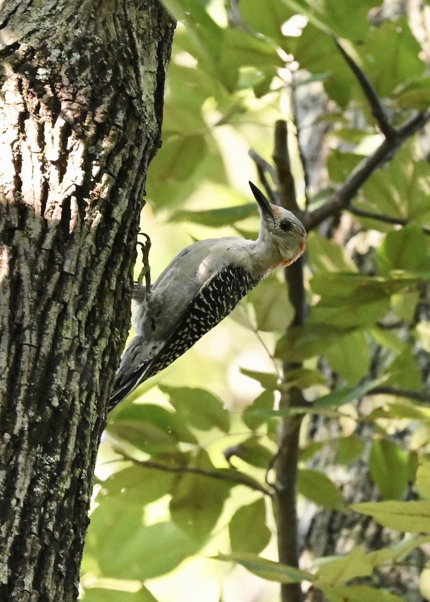 Red-bellied Woodpecker - ML367983581