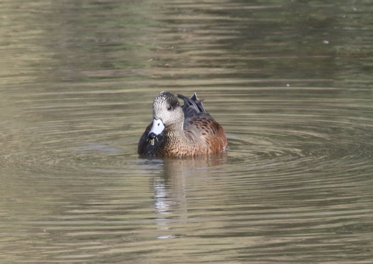 American Wigeon - ML367983631
