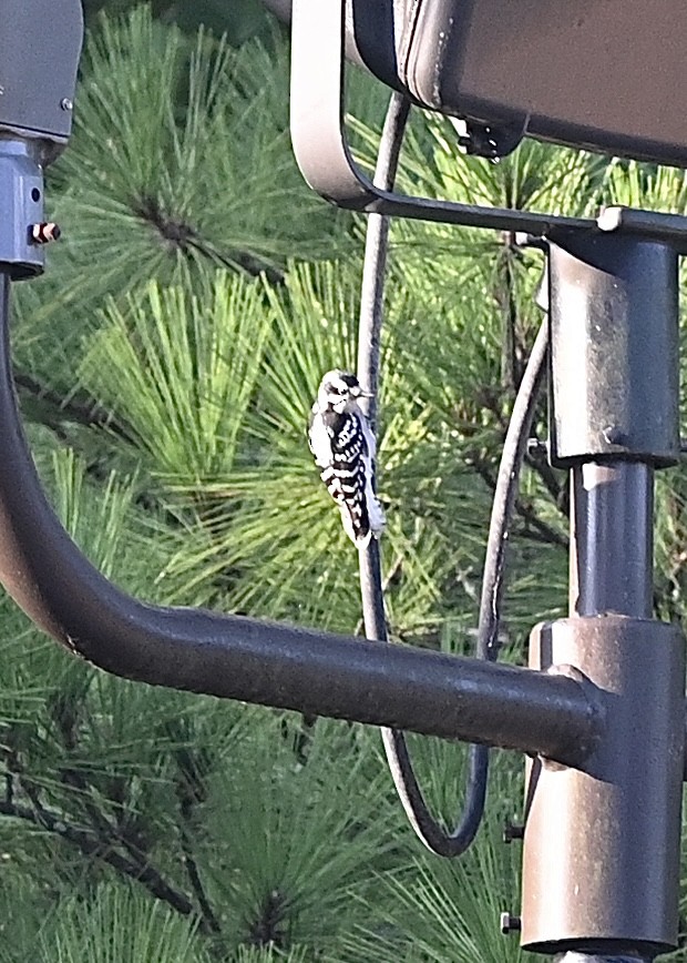 Downy Woodpecker - Joe Wujcik