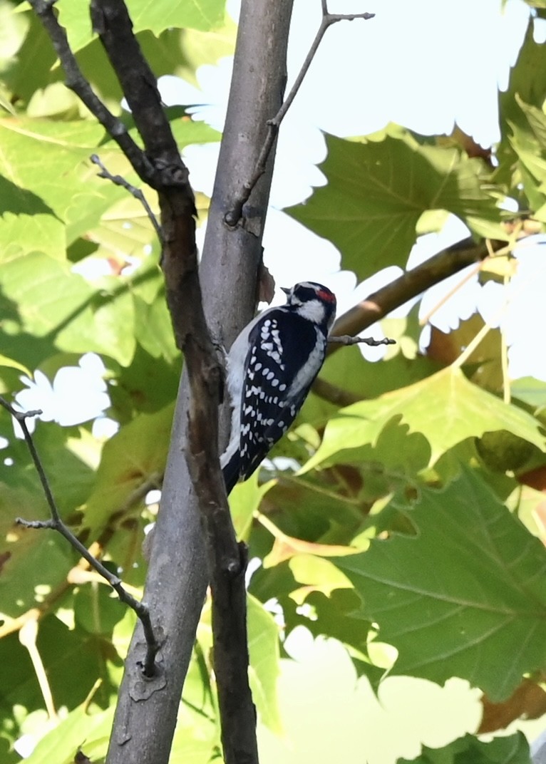 Downy Woodpecker - Joe Wujcik