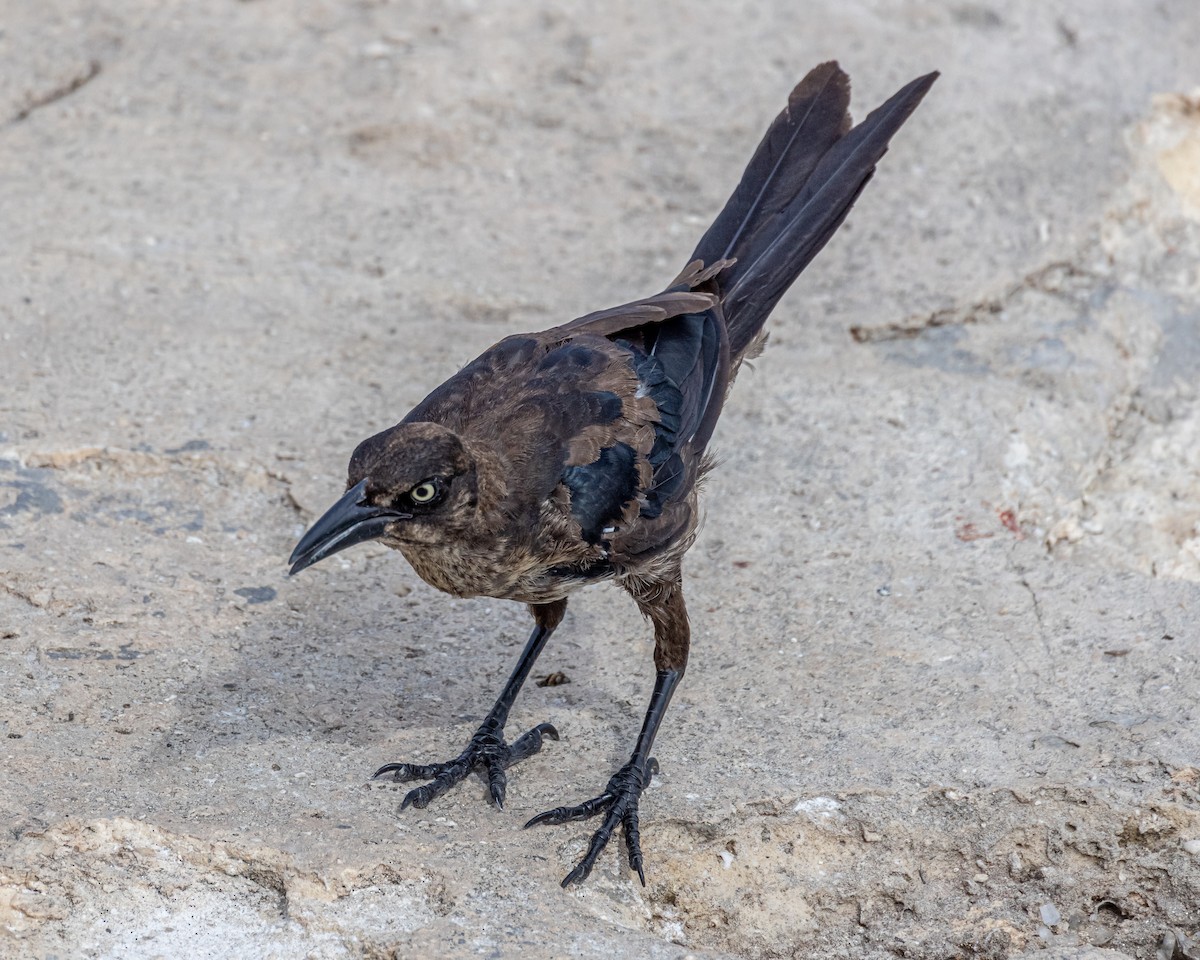 Great-tailed Grackle - ML367986391