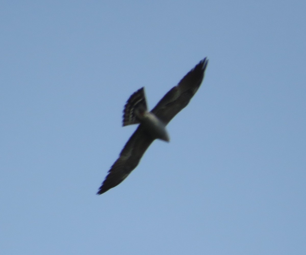 Mississippi Kite - Chris O'Connell