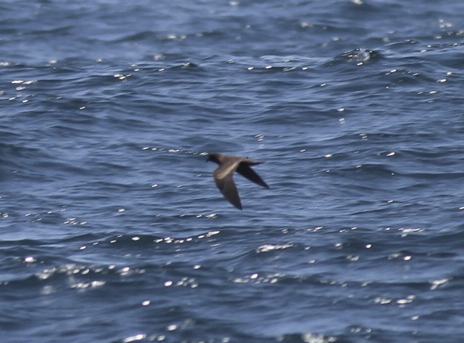 Black Storm-Petrel - Dan Maxwell