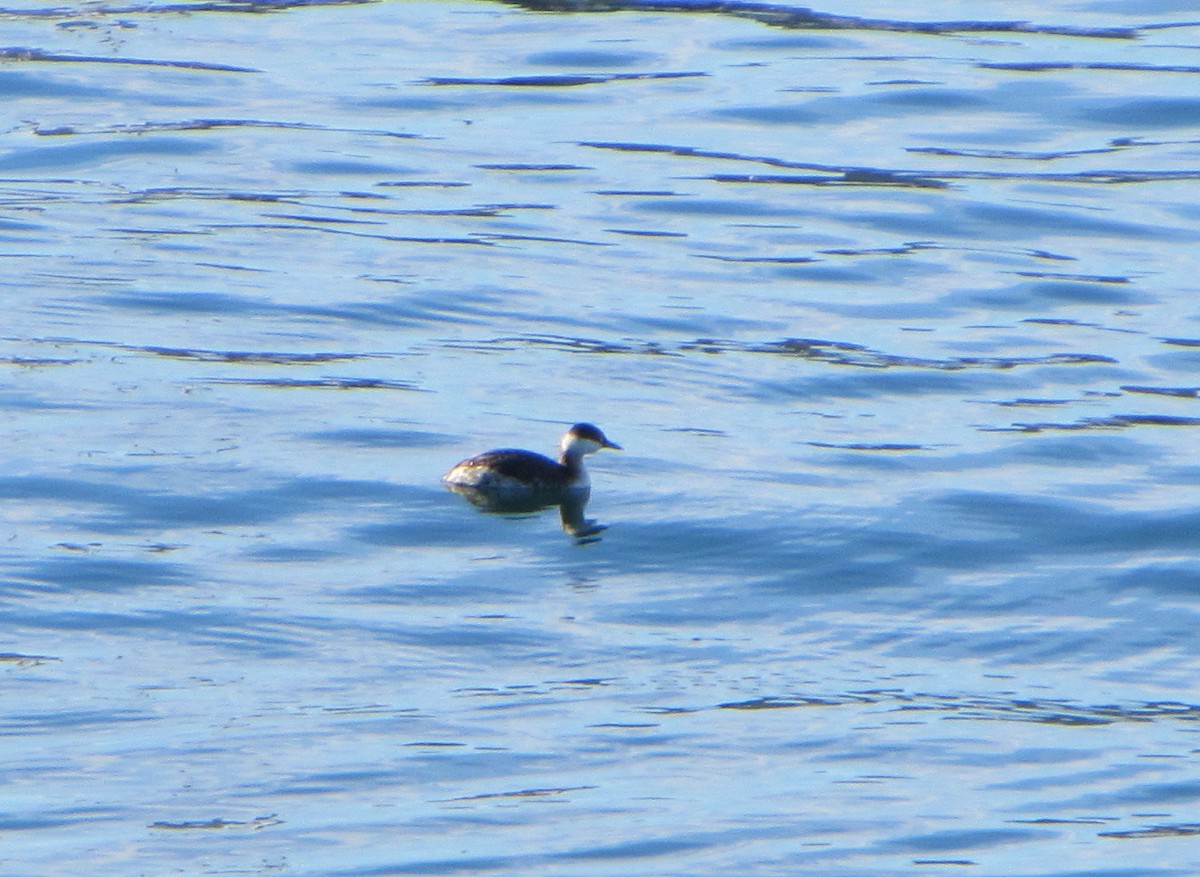 Horned Grebe - ML36799081