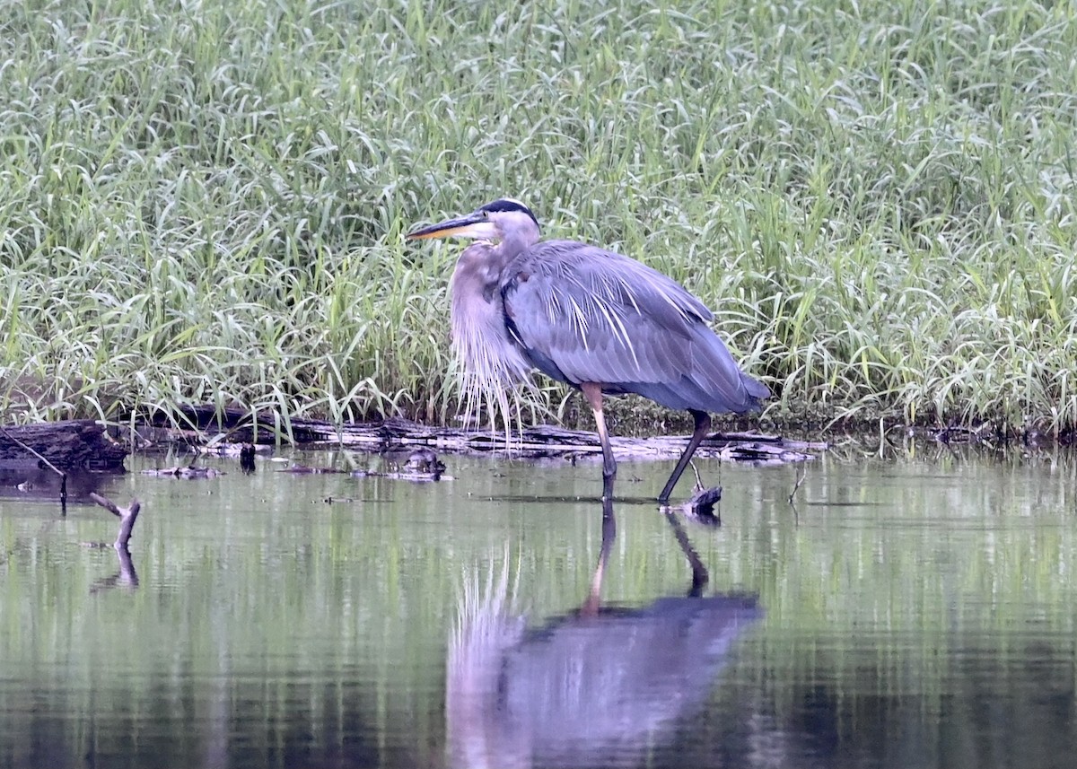 Great Blue Heron - ML367993771