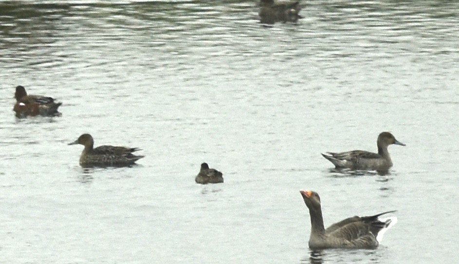 Northern Pintail - ML367994051