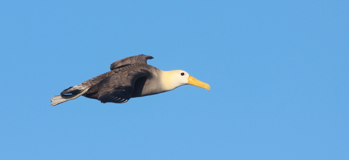 Albatros des Galapagos - ML36799561