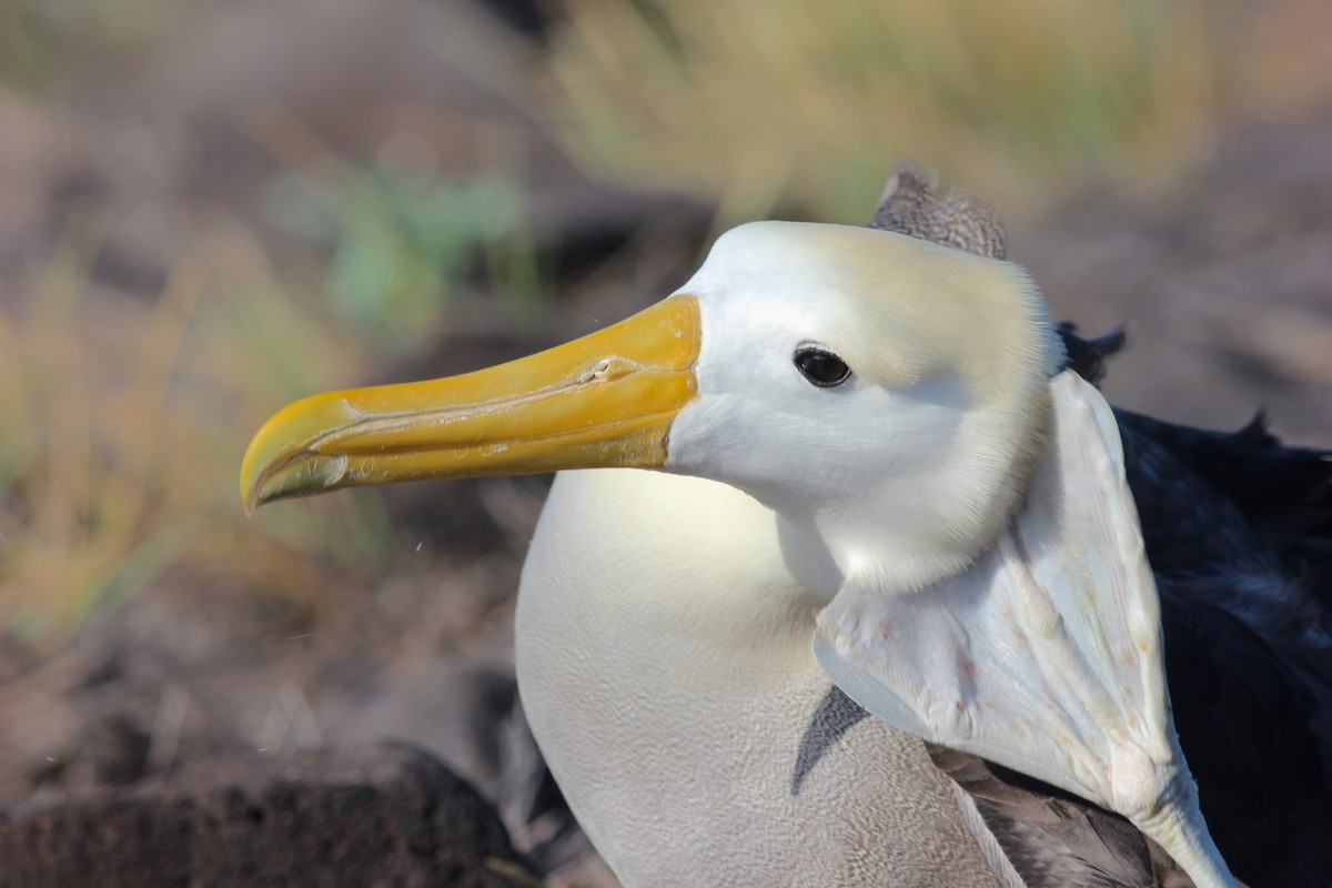 Waved Albatross - Shawn Billerman