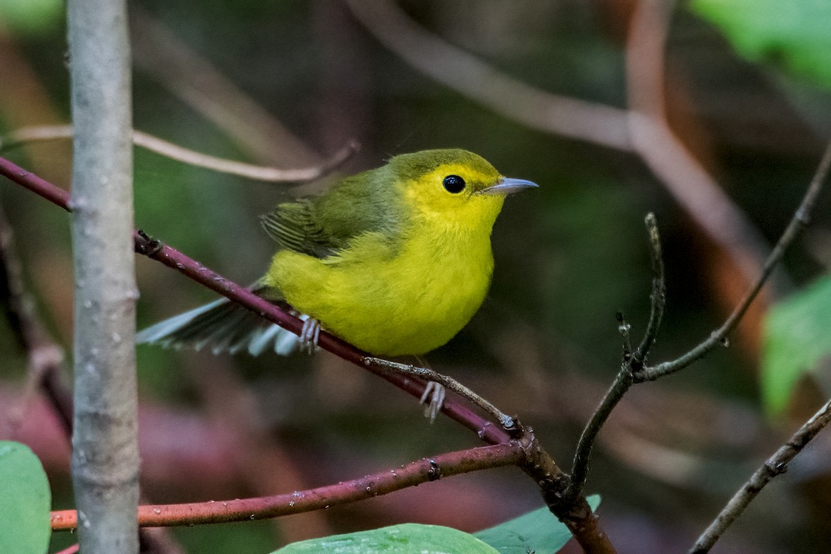 Hooded Warbler - Sue Barth