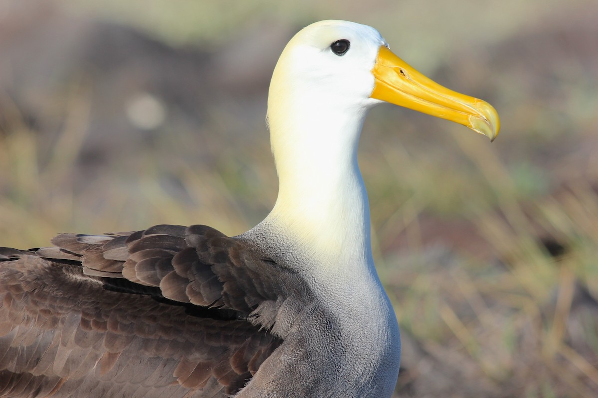 Waved Albatross - ML36799591