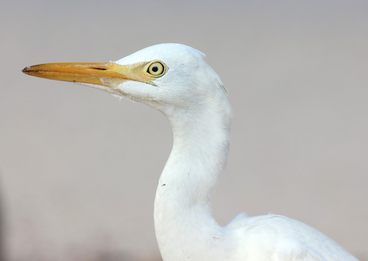 Western Cattle Egret - ML36799701